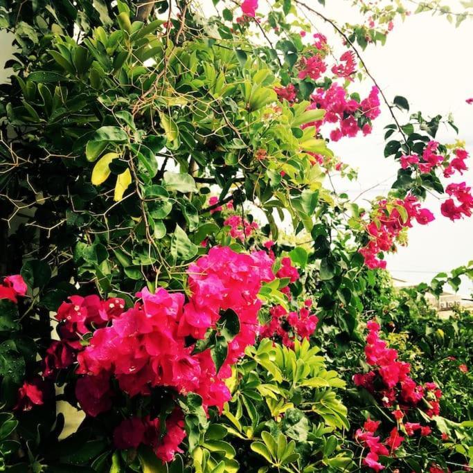 Casa Vacanze Vista Mare Mela B Lipari  Eksteriør bilde